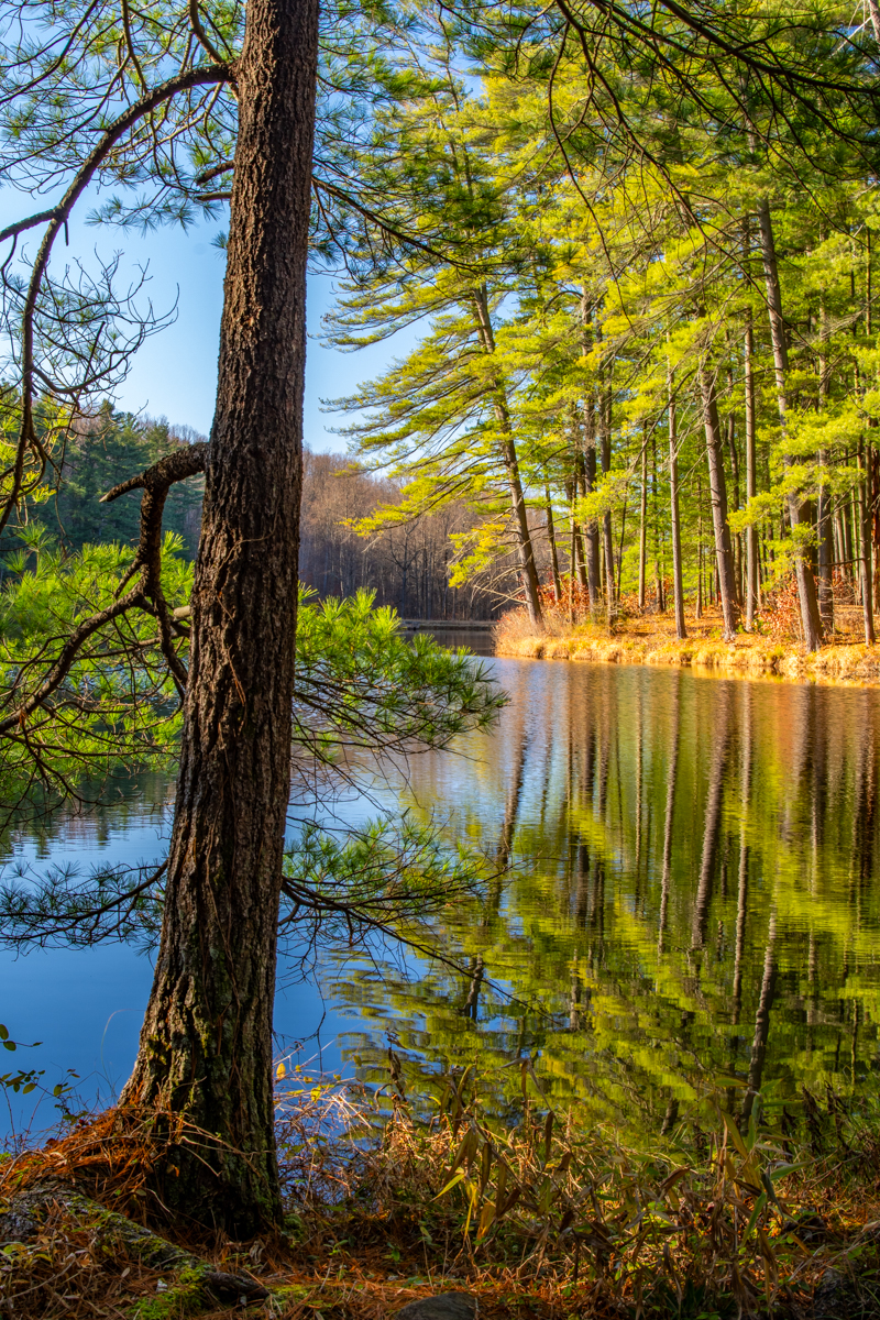 Reflections at Haycreek Watershed - part of the larger William Penn State Forest - Birdsboro, PA, USA