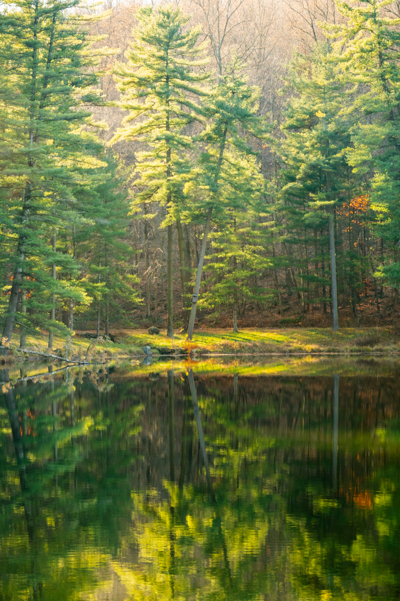 Haycreek Watershed - part of the larger William Penn State Forest.